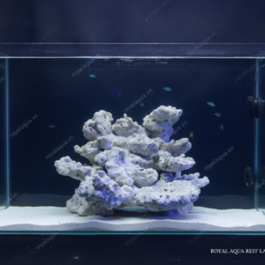 Layout Cá Biển Bể 50cm Phù Hợp Hồ Reef Hiện Đại – Mã 84