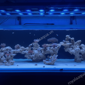 Layout Cá Biển Bể 240x100x69cm Chuyên Reef SPS LPS