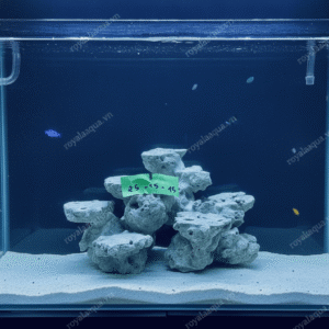 Layout Bể Cá Biển 25cm Lưu Thông Nước Tốt – Mã 329