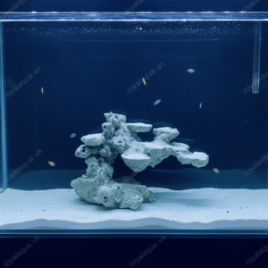 Layout Cá Biển Bể 30cm Tối Ưu Hệ Reef – Mã 347