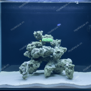 Layout Cá Biển Bể 40cm Phù Hợp Hồ Reef Hiện Đại – Mã 348
