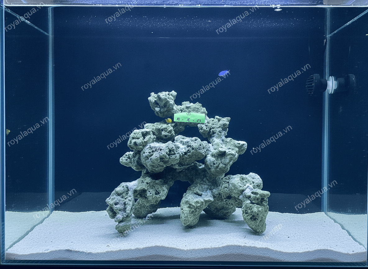 ma-348-layout-ca-bien-be-40cm-phu-hop-ho-reef-hien-dai-gemini-featured-tinypng