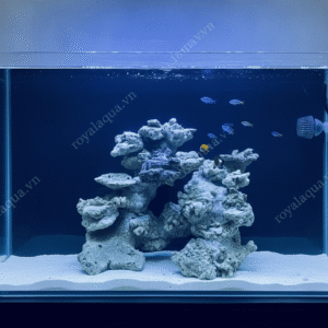 Layout Cá Biển Bể 60cm Tự Nhiên Cân Đối – Mã 359